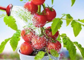 Riegue los tomates con esto: las plantas serán fuertes y productivas