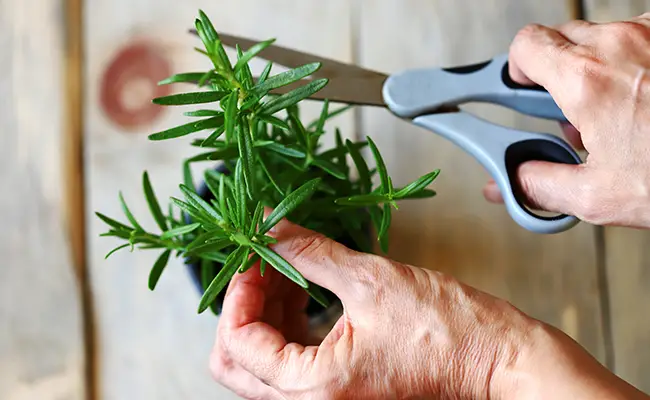 Romero fuerte y vigoroso, los consejos del jardinero para garantizar una longevidad de más de 10 años