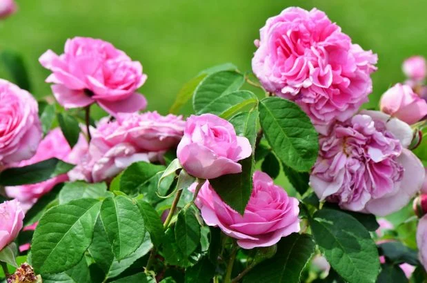 Rosal: 3 trucos poco conocidos (¡pero que siempre funcionan!) para lograr una floración increíble