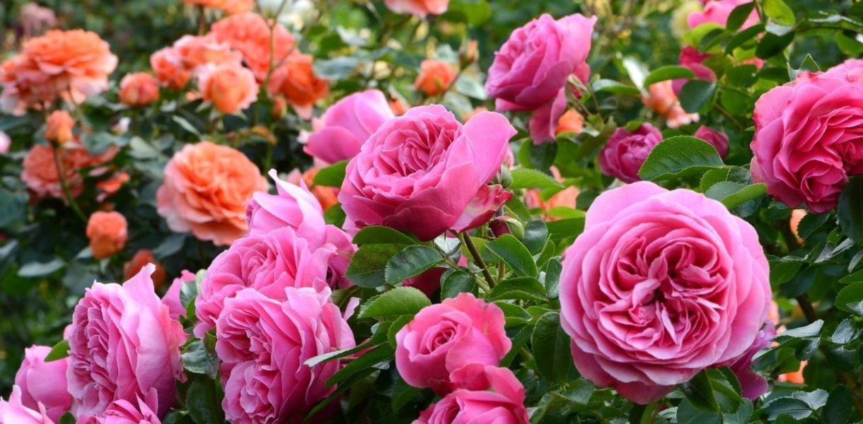 Rosas hermosas y saludables: siga estos 5 consejos para un jardín exuberante