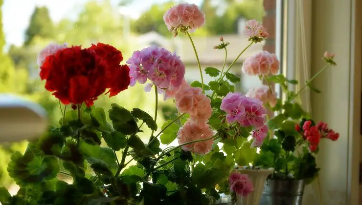 Si haces esto, tus flores florecerán todo el año – usa este ingrediente natural