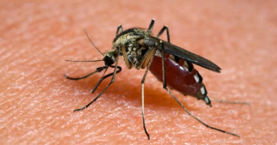 Si los mosquitos no te dejan en paz, deshazte de ellos con este olor fuerte: desaparecerán