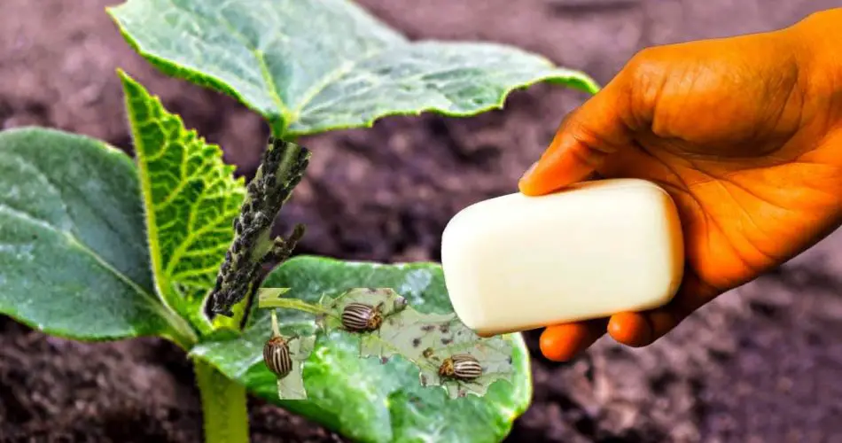 Si tu objetivo es eliminar los pulgones de las plantas, este es el mejor insecticida