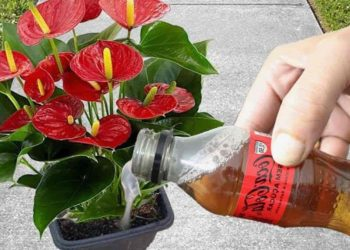 Solo un vaso una vez al mes y harás florecer tus flores todo el año