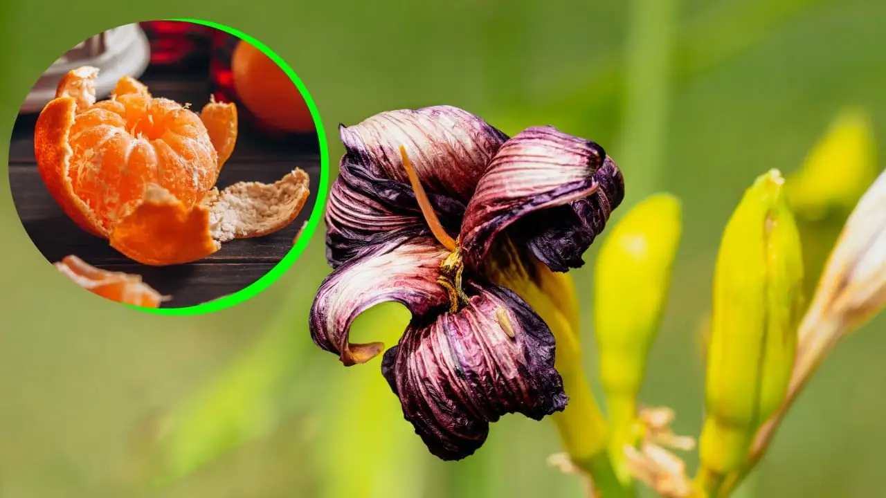 Super fertilizante nutritivo de mandarinas para fortalecer sus plantas tristes y casi secas