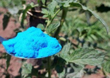 Tomates, pepinos, calabacines: remedios preventivos y tratamientos naturales