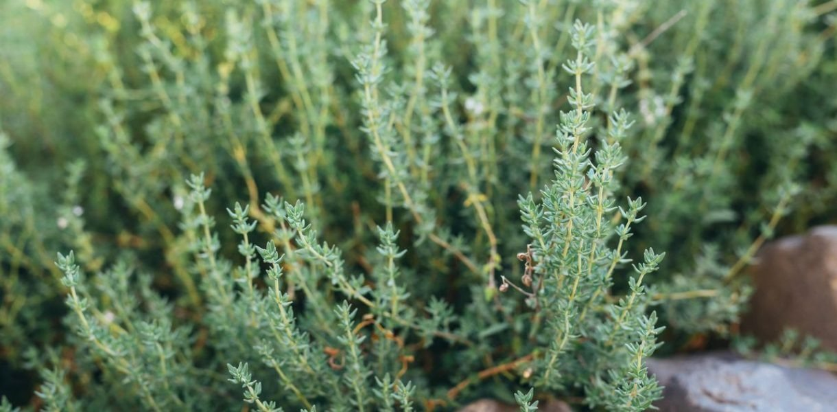 Tomillo: secretos y consejos para plantar y crecer con éxito