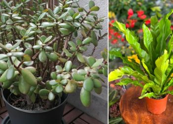 Top 5 plantas de interior para exteriores