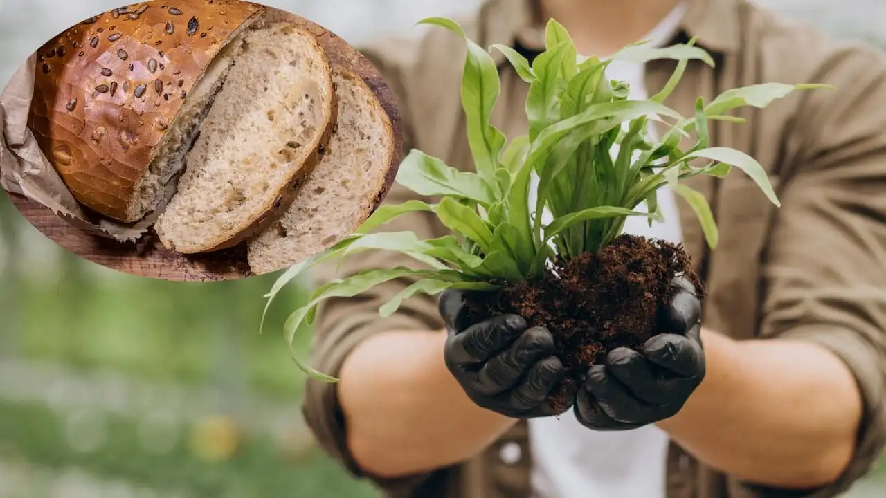 Truco para usar pan viejo en el jardín: 3 formas efectivas para tus plantas