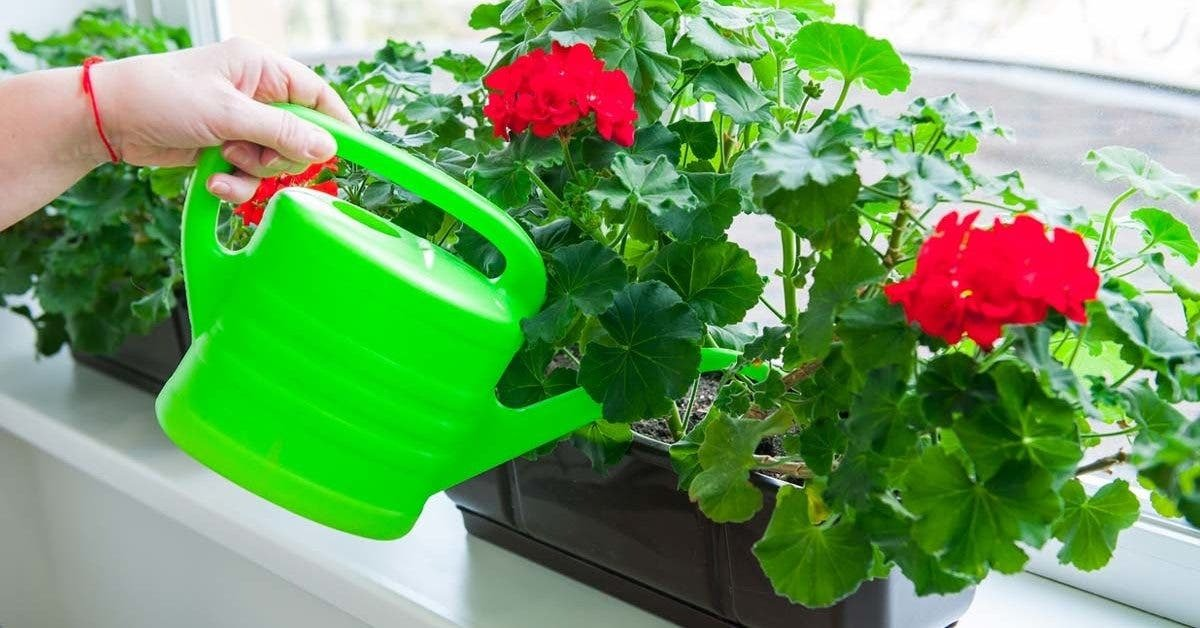 Un truco mágico para que las geranios florezcan todo el año