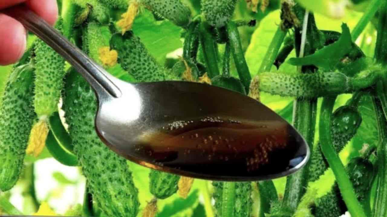 Una cucharada de este ingrediente produce muchas frutas que nunca se vuelven amarillas