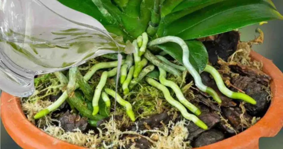 Una sustancia que hace florecer las raíces y flores de las orquídeas todo el año: muy exuberante