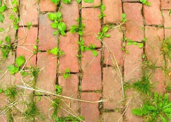 Vinagre, jabón y sal: tres ingredientes sencillos para evitar el crecimiento de malezas en el jardín