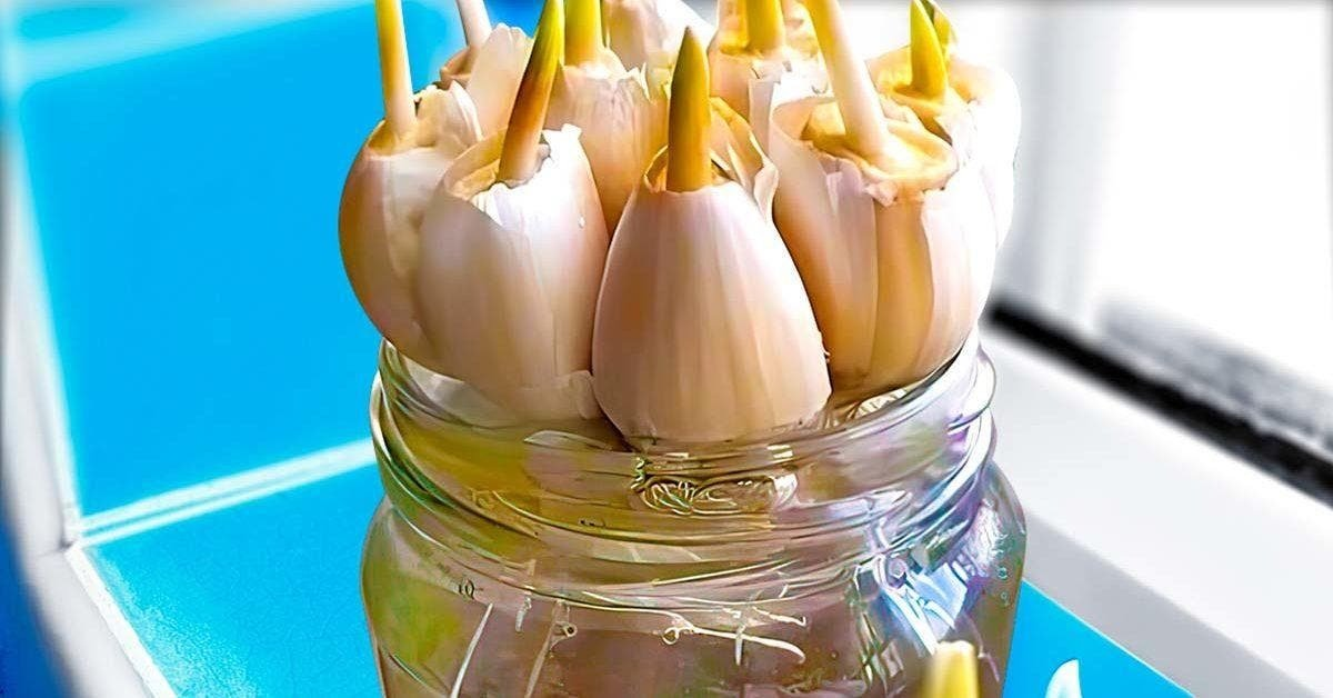 Ya no compro ajo en la tienda. Mi jardinero me enseñó cómo cultivarlo en grandes cantidades