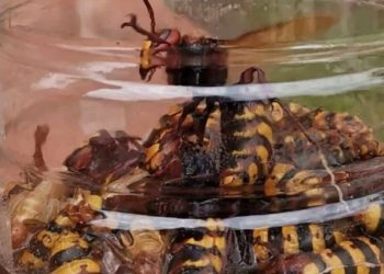 ¿Cómo construir una trampa eficaz para avispas?