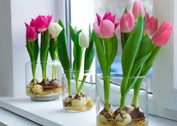 ¿Cómo cultivar tulipanes en agua?
