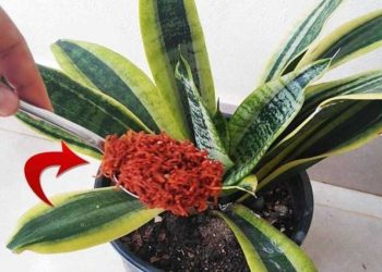 ¿Cómo despedirse definitivamente de las plagas y hongos en las plantas?