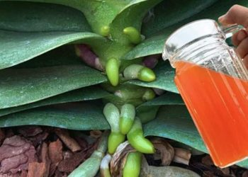 ¿Cómo evitar que las hojas de orquídea se pongan amarillas? Un método sencillo y natural
