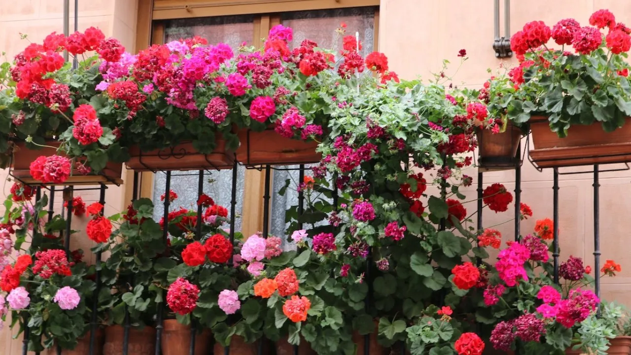 ¿Cómo hacer florecer los geranios? 5 consejos de expertos