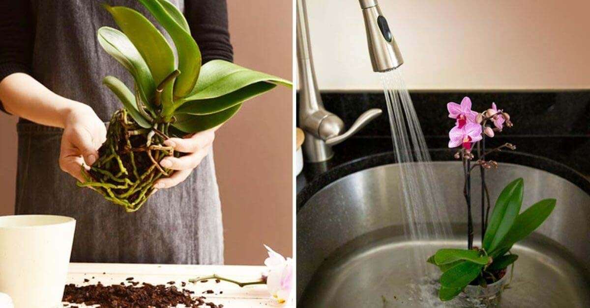 ¿Cómo hacer florecer una orquídea para no tener que volver a comprarla?