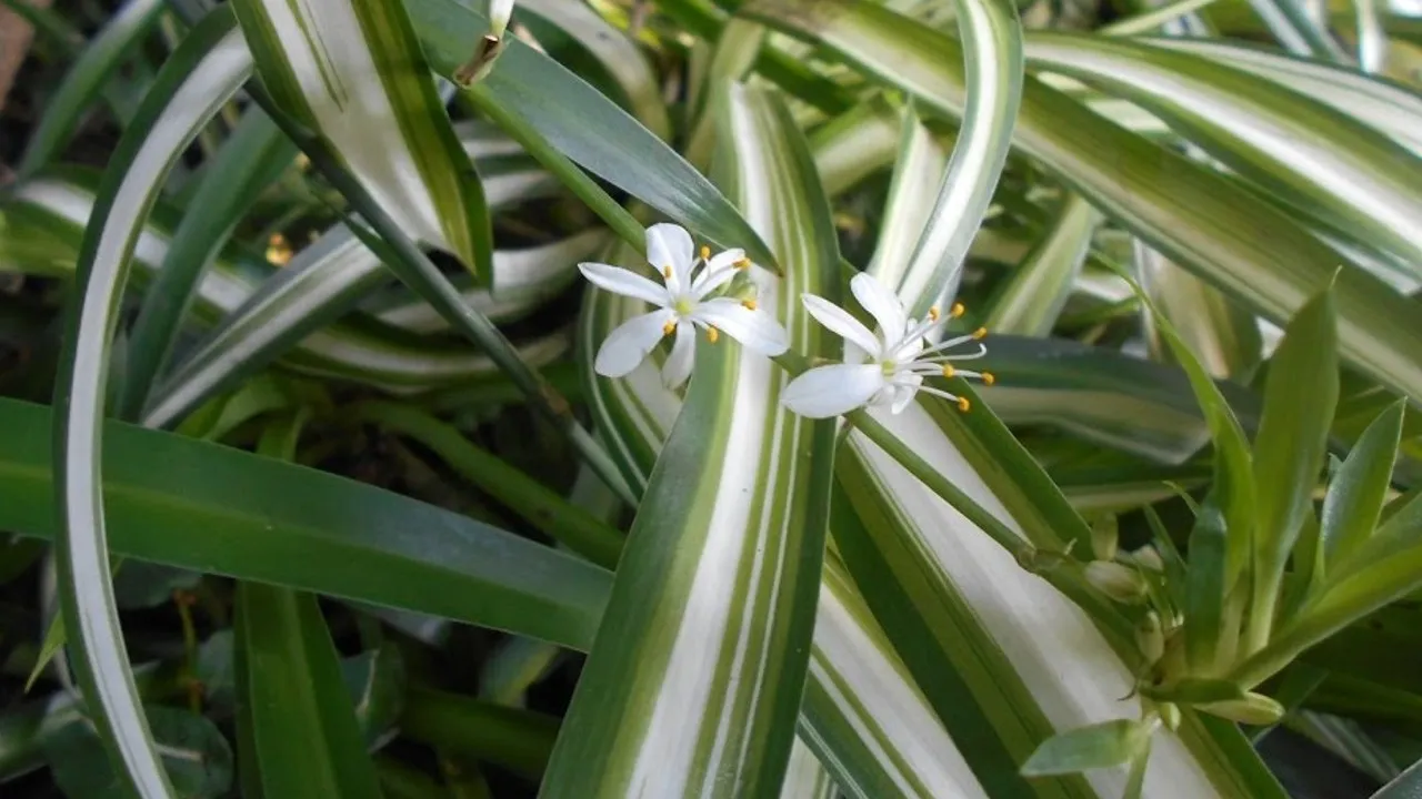 ¿Cómo lograr que tu planta florezca? Las 3 cosas que necesitas