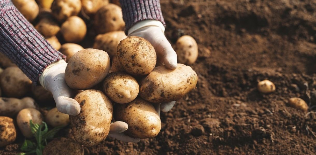 ¿Cómo plantar y cultivar patatas con éxito? ¡Descubra todo lo que necesita saber!