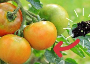 ¿Cómo preparar un abono natural para plántulas de tomate?