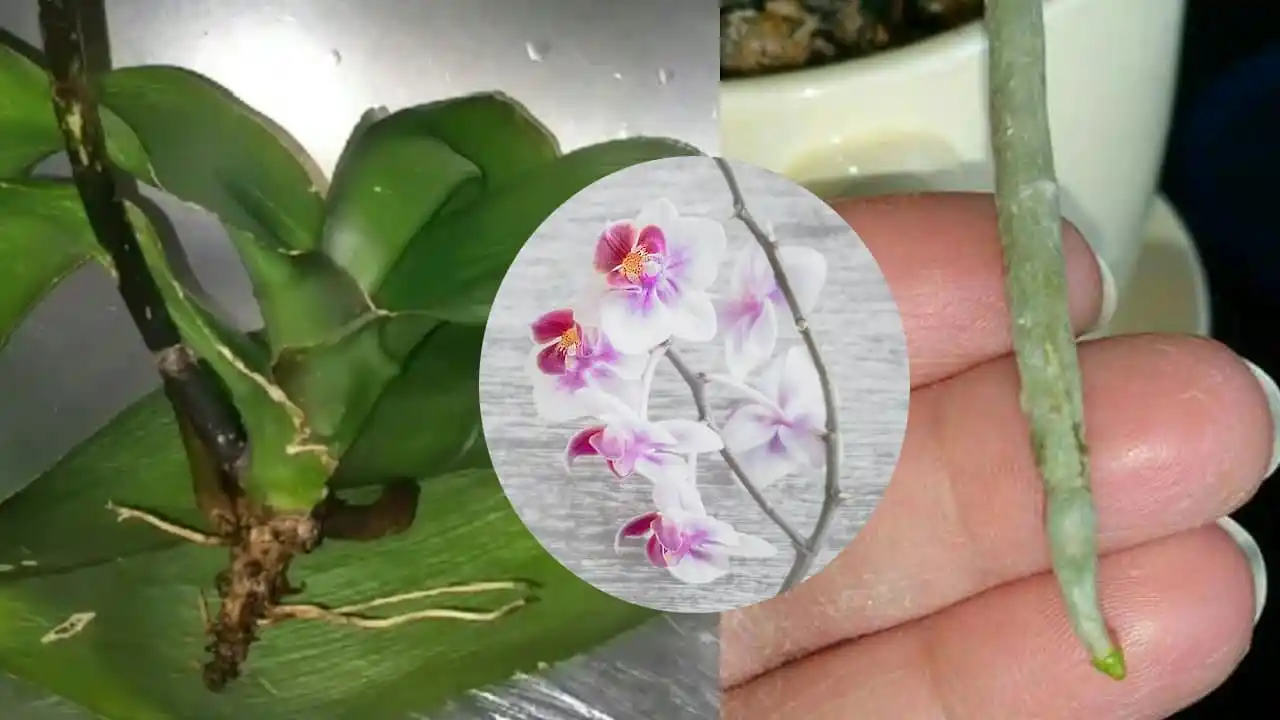 ¿Cómo puedes revivir tu orquídea sin raíces para que luzca hermosa e impresionante?