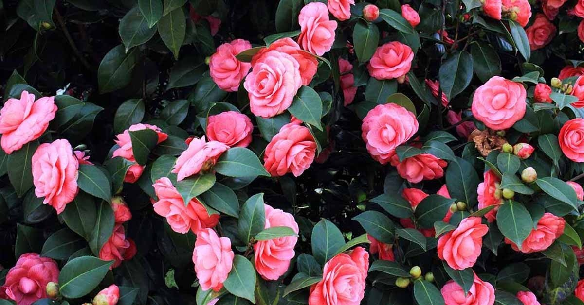 ¿Cómo se planta una camelia en la tierra?