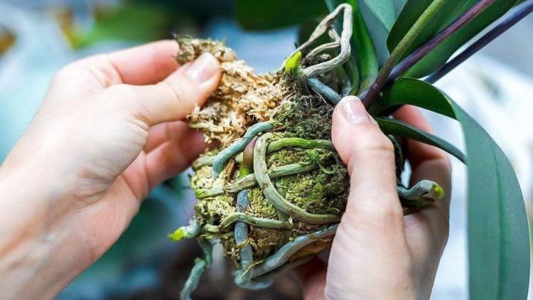 ¿Cómo se reproducen las orquídeas a partir de tallos florales?