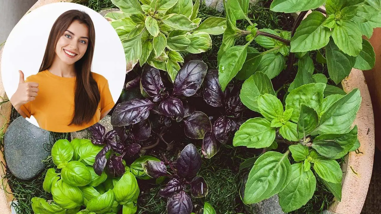 ¿Conoce las 5 ventajas de plantar albahaca en su jardín o huerto casero?