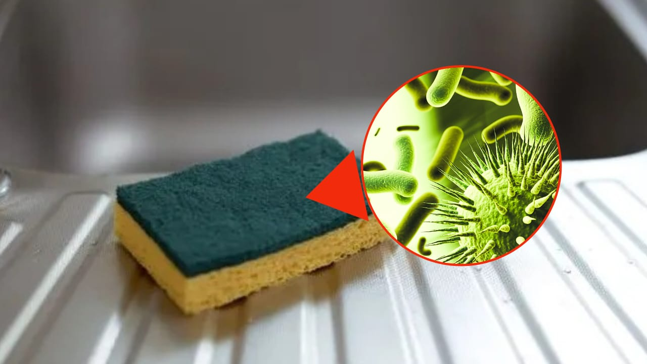 ¿Después de cuántos días hay que tirar la esponja de lavar platos? Hay más bacterias que en un inodoro