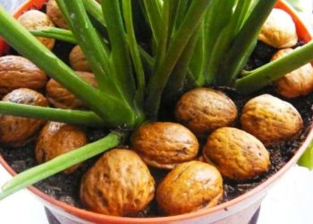 ¿Por qué deberías poner cáscaras de nuez en las plantas?