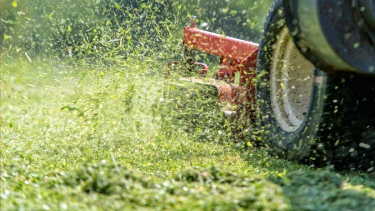 ¿Por qué el olor a hierba fresca es una señal de advertencia?