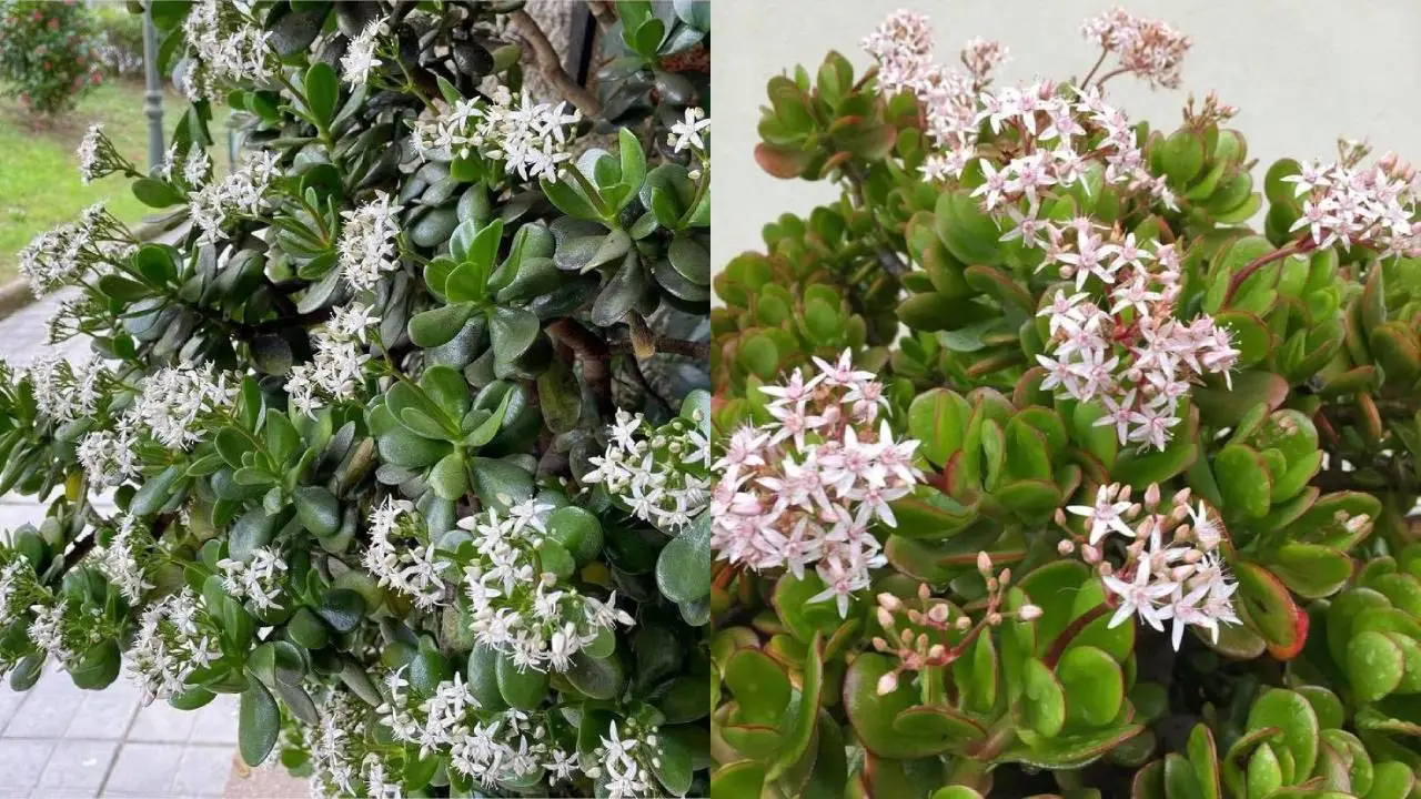 ¿Por qué no florece mi árbol de jade? Fertilizante casero para lograrlo