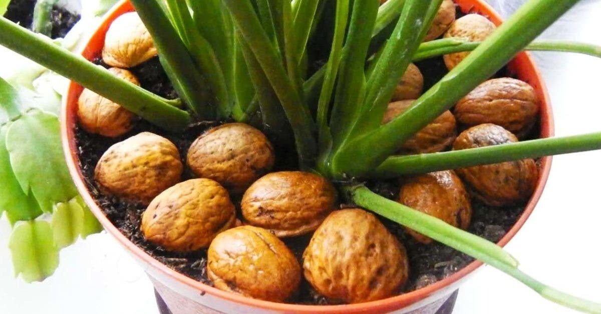 ¿Por qué se deben poner cáscaras de nuez sobre las plantas?