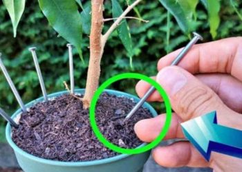 ¿Por qué todos clavan un clavo en las plantas antes de irse de vacaciones?