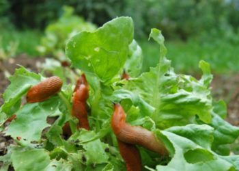 ¿Por qué usar avena en su jardín?