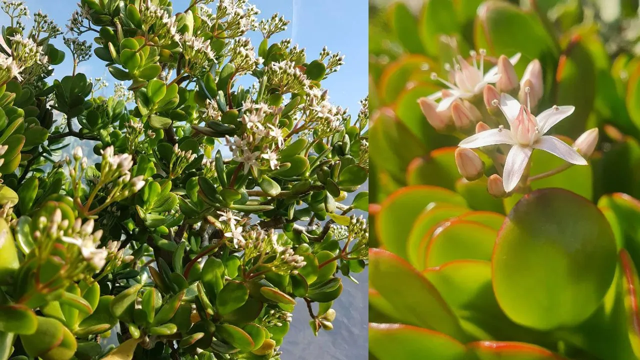 ¿Qué hacer para que su planta de jade florezca? 5 consejos infalibles