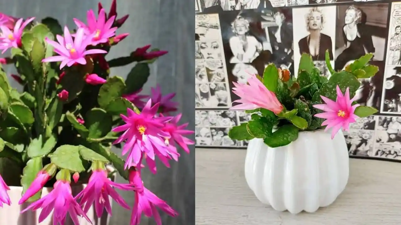 ¿Quieres que tu cactus de Navidad florezca con el clima frío? 4 consejos fundamentales