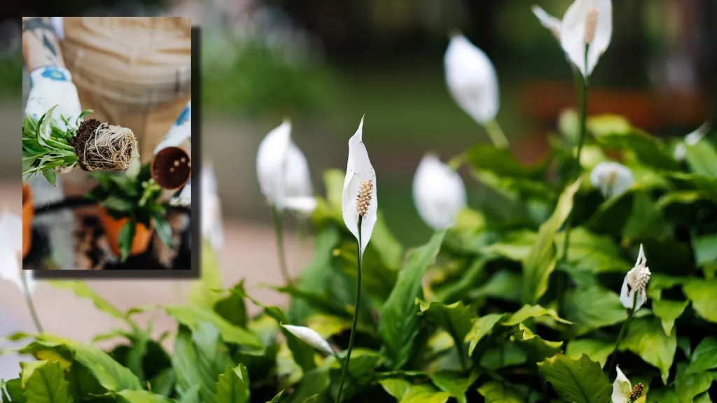 ¿Quieres una hermosa cuna de Moisés? Truco con té para aumentar la floración