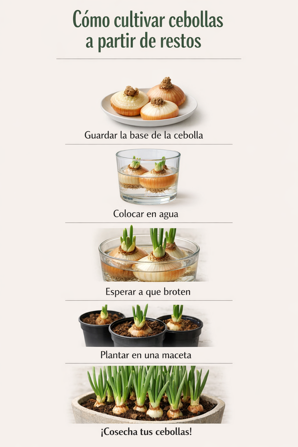 Cómo cultivar cebollas a partir de restos