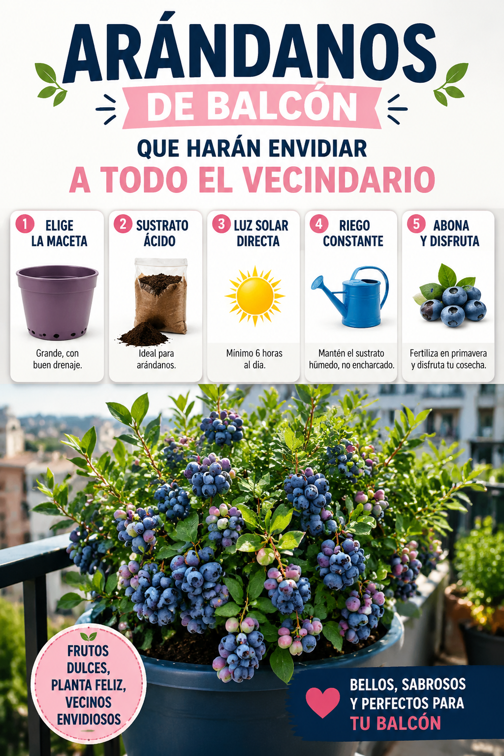 Arándanos de balcón que harán envidiar a todo el vecindario