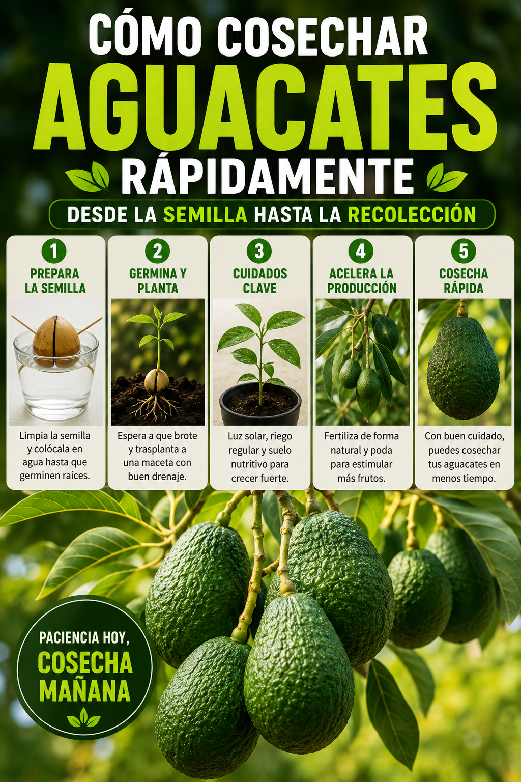 Cómo cosechar aguacates rápidamente, desde la semilla hasta la recolección