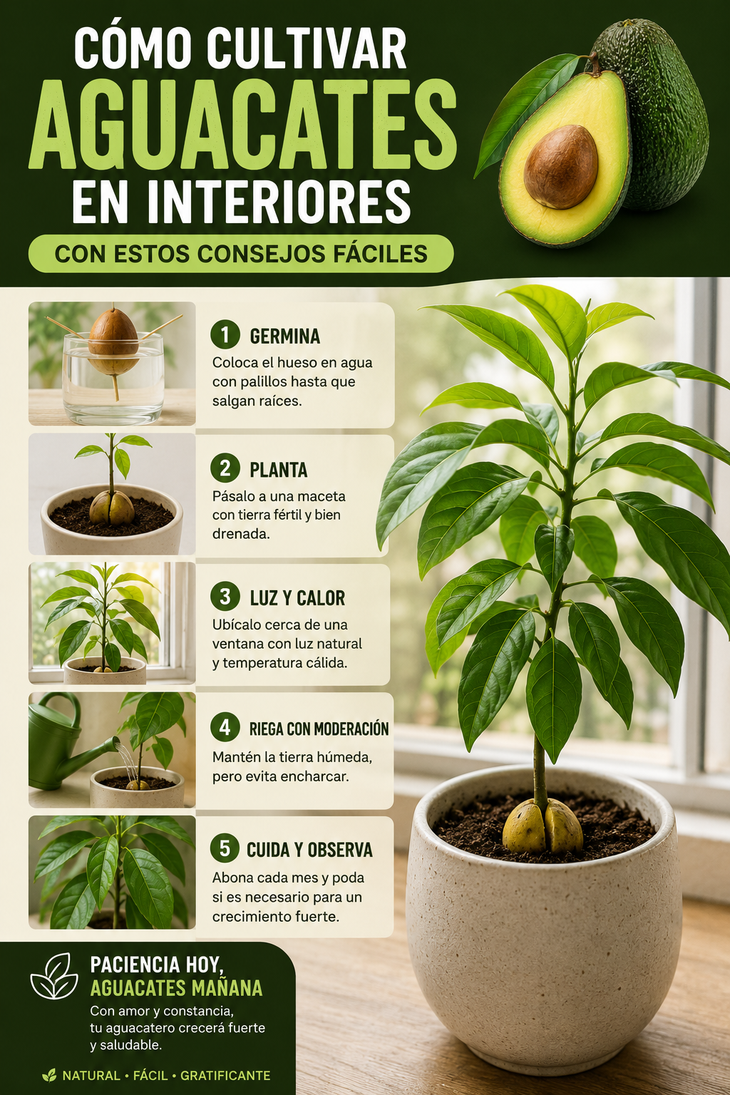 Cómo cultivar aguacates en interiores con estos consejos fáciles