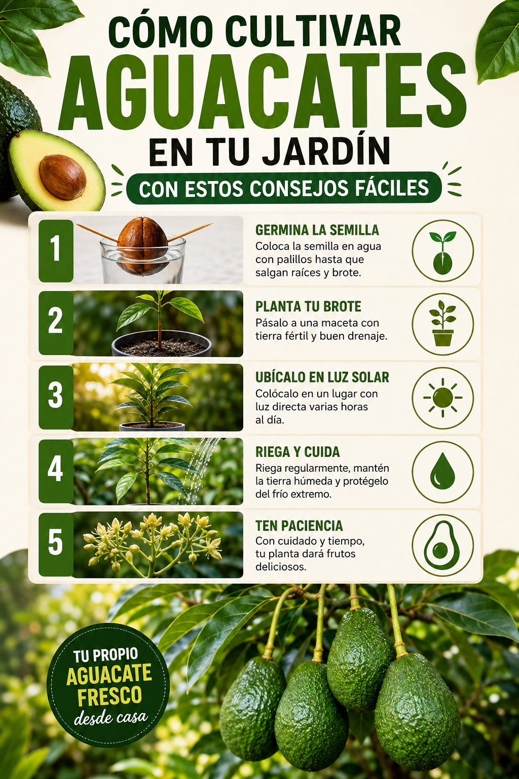 Cómo cultivar aguacates en tu jardín con estos consejos fáciles