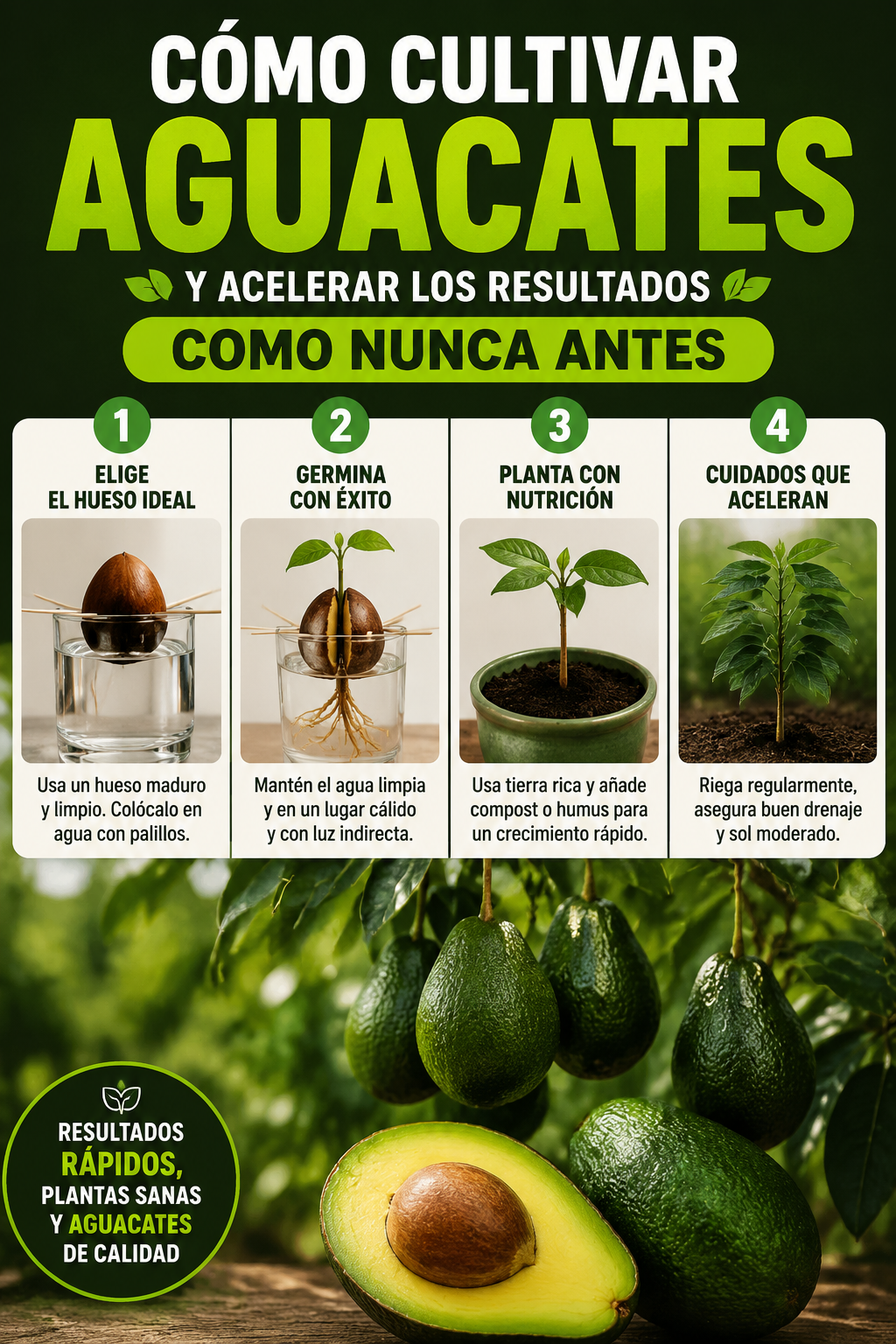 Cómo cultivar aguacates y acelerar los resultados como nunca antes