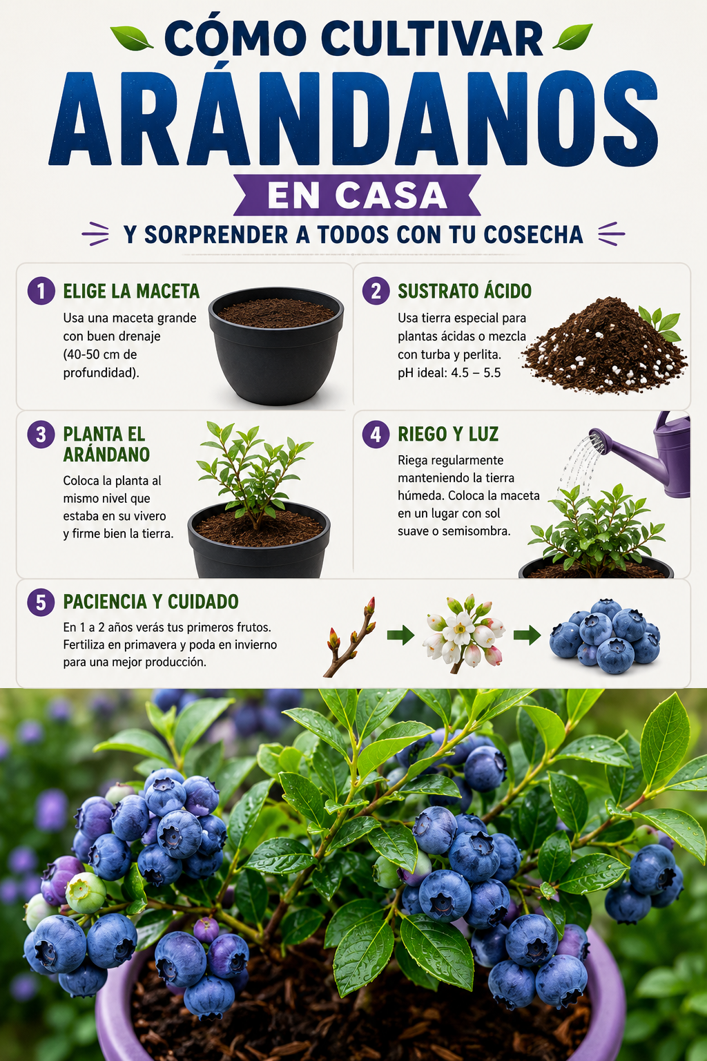 Cómo cultivar arándanos en casa y sorprender a todos con tu cosecha