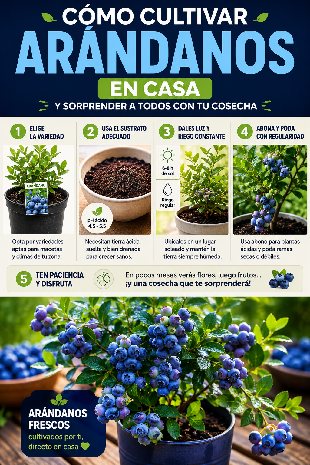 Cómo cultivar arándanos en casa y sorprender a todos con tu cosecha