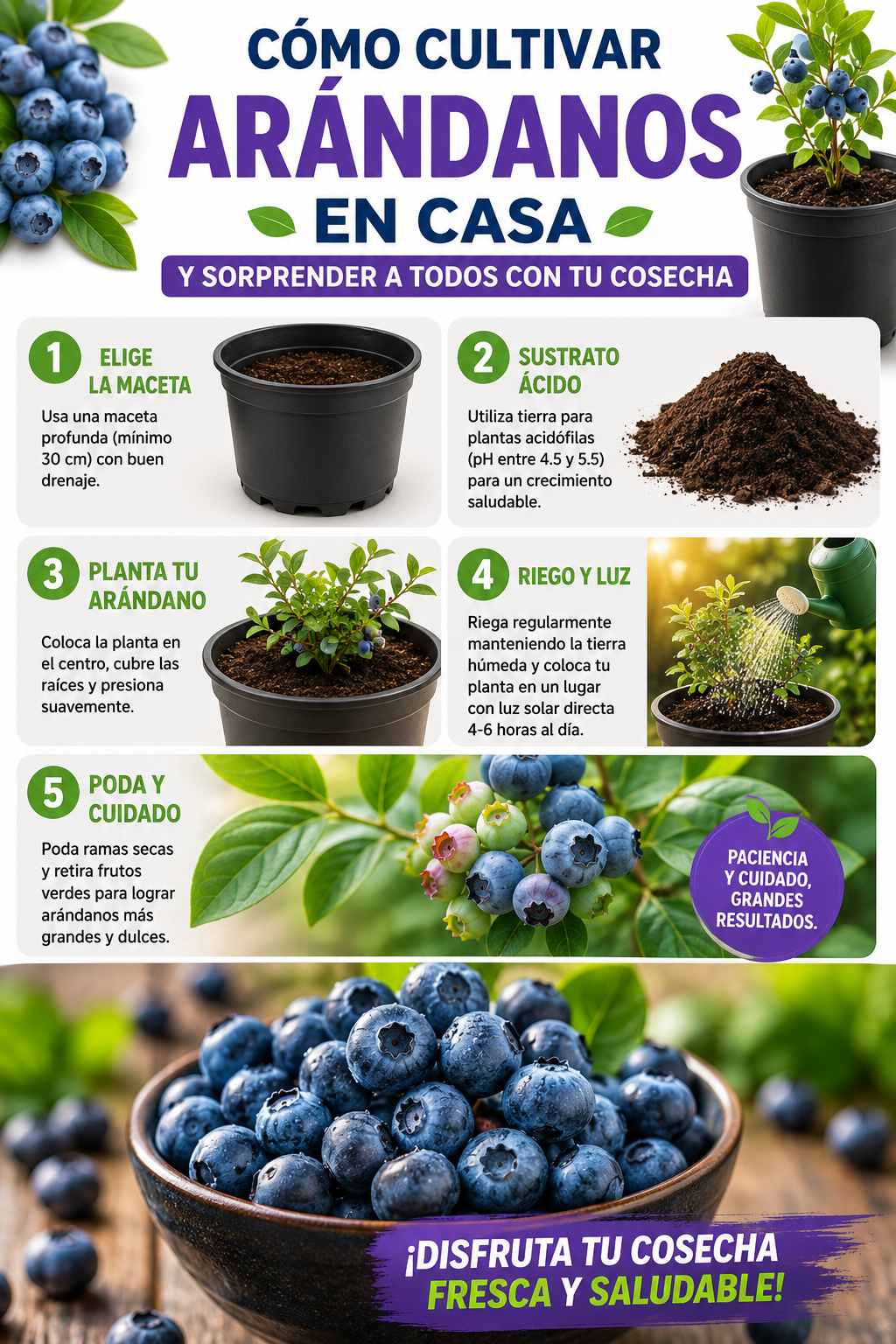 Cómo cultivar arándanos en casa y sorprender a todos con tu cosecha